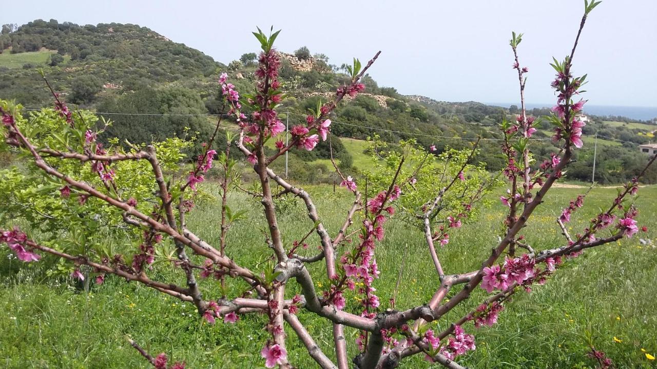 La Casetta Rosa Тертенія Екстер'єр фото